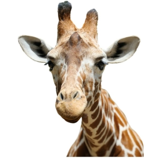 Verklighetstrogen Giraff Självhäftande väggdekor