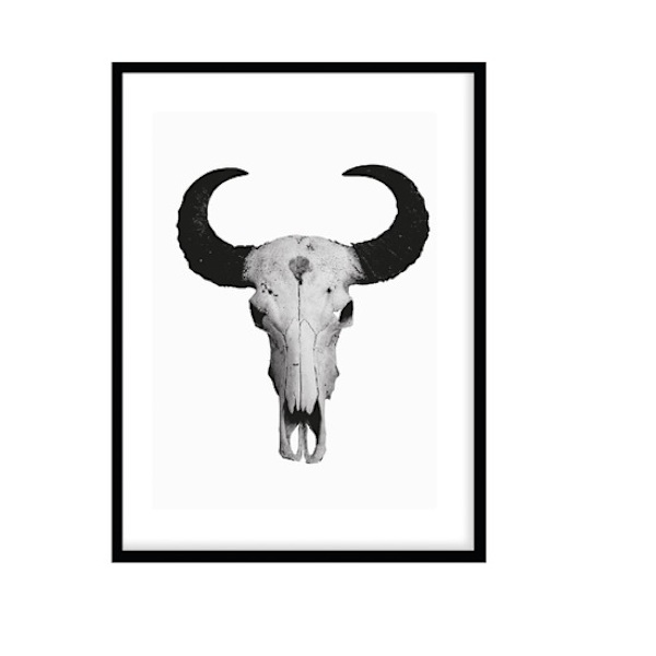 Poster Buffalo Horn  Svart/Vit A4