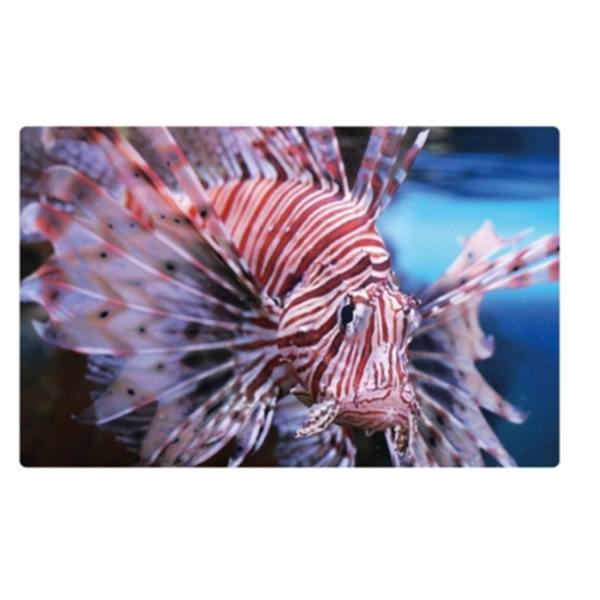 Laptop Skin Drakfisk