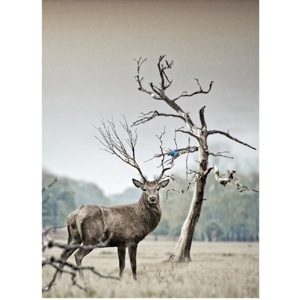 Poster Hjort i natur A4