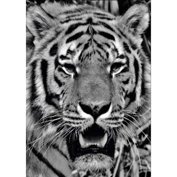 Poster Tiger gråskala A4