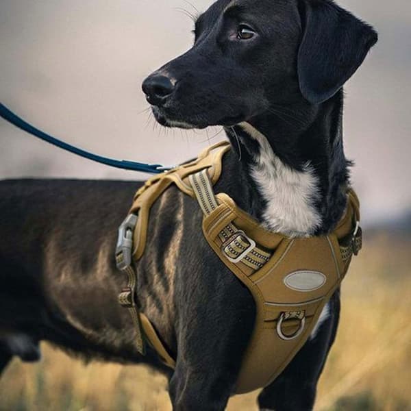Taktisk hundsele, anti-drag säkerhetssele för hundar S (Pe)