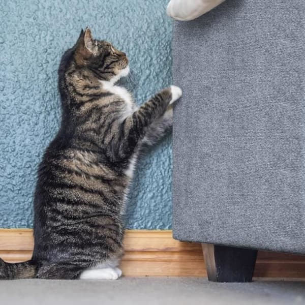 Klatrende kradsetræ til katte, selvklæbende kradsemåtte til katte, DIY trimmelig kradsetræ til katte (mørkegrå, 200 x 40 cm) (Pe)