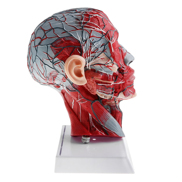 1:1 Människans halva huvud och hals med anatomimodell för kärlnerven för