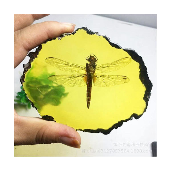 Fossil Insektsprover Artificiella Insektsvetenskap Utbildning, Cikada