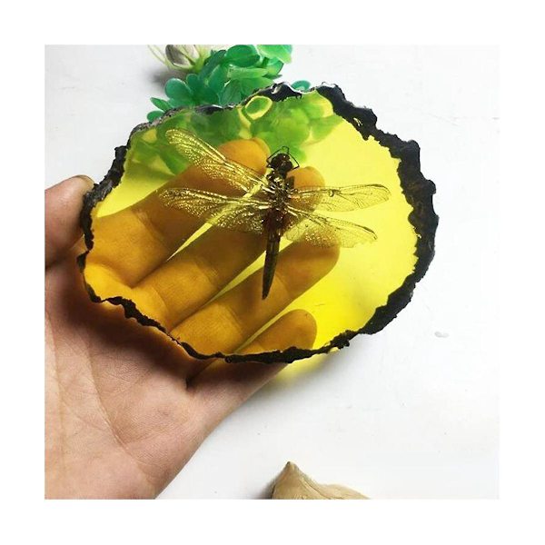 Fossils Insect Samples Artificial Insect Science Education, Cicada