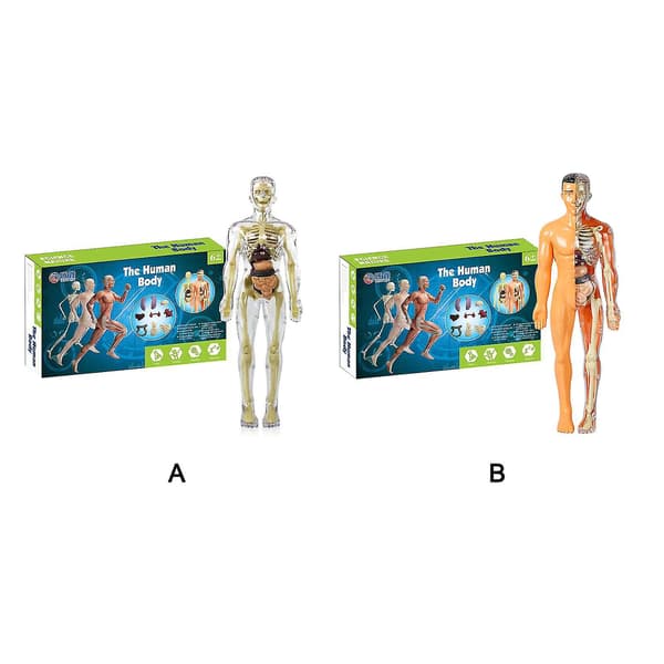 3D-model af menneskekroppens torso til børn - anatomimodel, skelet, gør-det-selv legetøj, pædagogisk