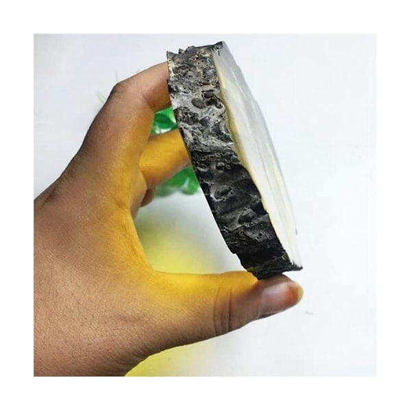 Fossils Insect Samples Artificial Insect Science Education, Cicada