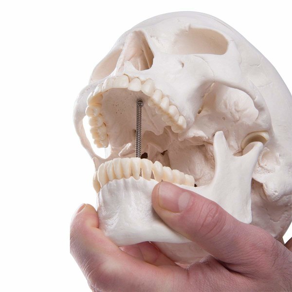 Menneske kranium anatomisk model, liv størrelse replika voksen menneske anatomi hoved model med aftagelig kraniekapsel og leddelt underkæbe