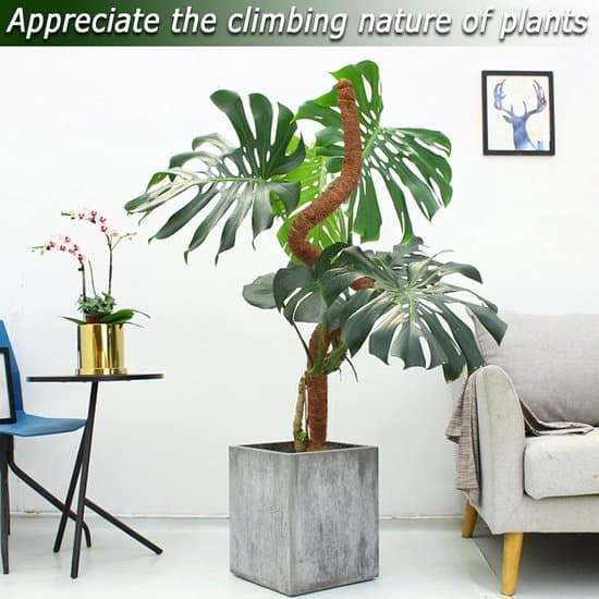 Böjbar mossstång 2-pack för Monstera, flexibla kokosfiberstöd för klätterväxter, krukväxter inomhus, rankor och krypväxter