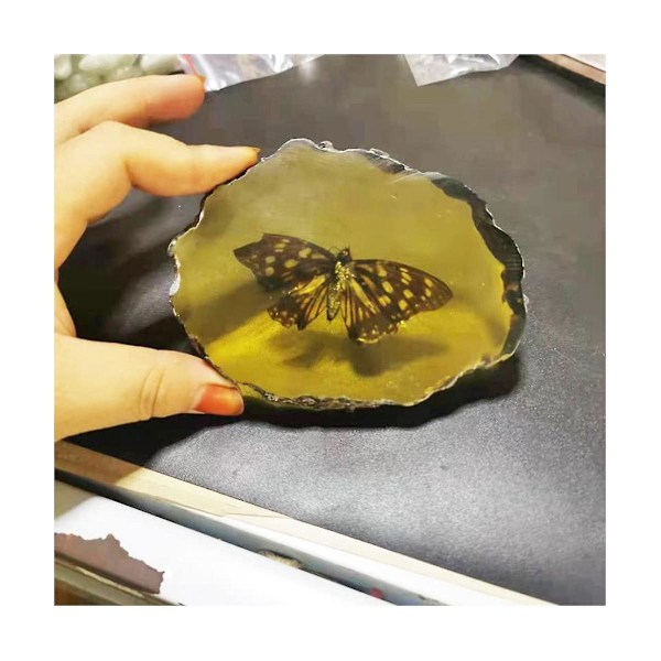 Fossils Insect Samples Artificial Insect Science Education, Cicada