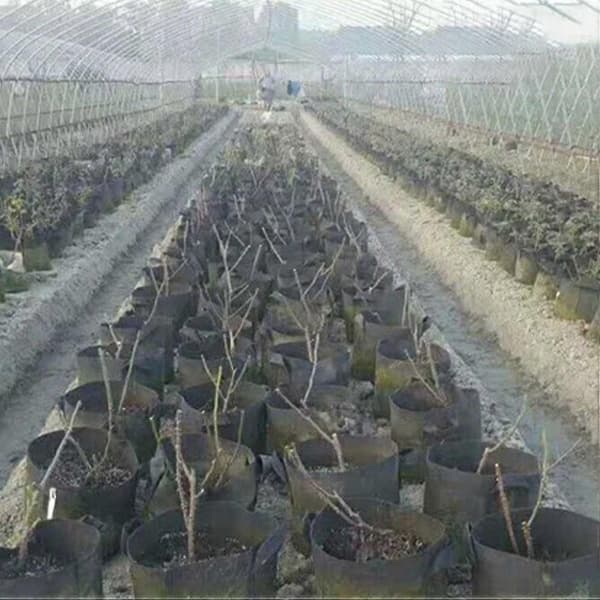 st. kartoffel non-woven dyrkningsposer grøntsager bærbare planteposer til løg