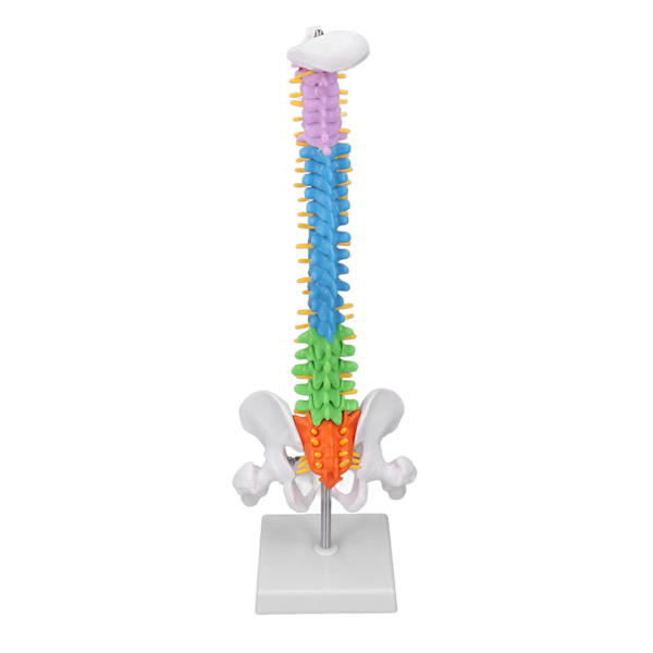 Ryggradsmodell PVC 45cm Färgkodad Miniatyr med Lårbensset Kit för Inlärning Undervisning