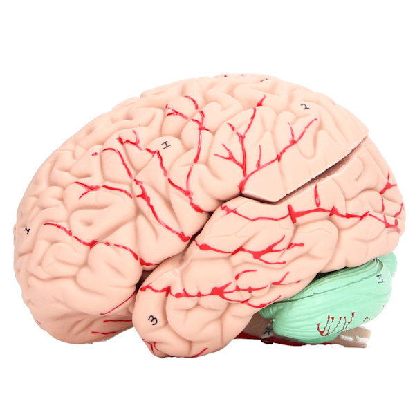 Ihmisen aivojen malli anatomia lapsille neurotieteen tutkimus kallo omistettu muotti kouluun kotiin