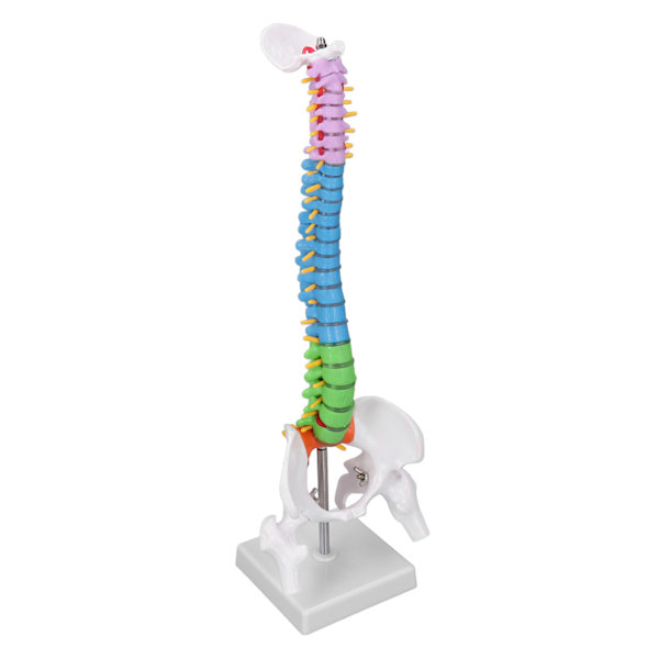 Ryggradsmodell PVC 45cm Färgkodad Miniatyr med Lårbensset Kit för Inlärning Undervisning