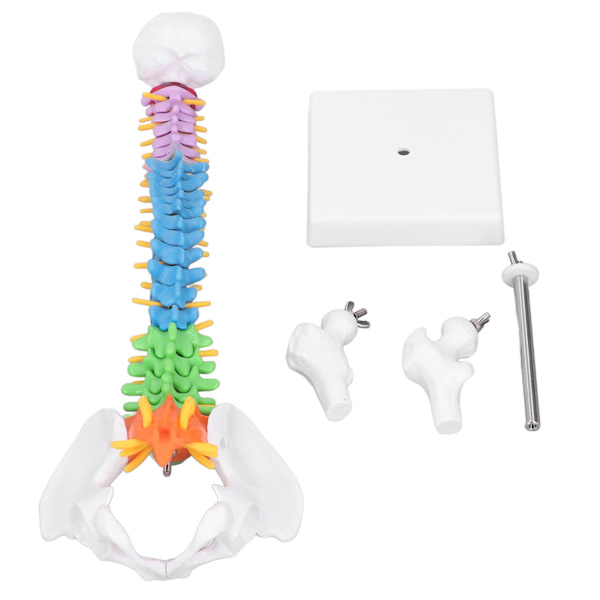 Ryggradsmodell PVC 45cm Färgkodad Miniatyr med Lårbensset Kit för Inlärning Undervisning