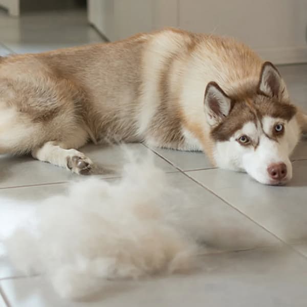 Trimmer til hunde, uovertruffen i sin effektivitet, med 14 skæreblade, ideel til terriere