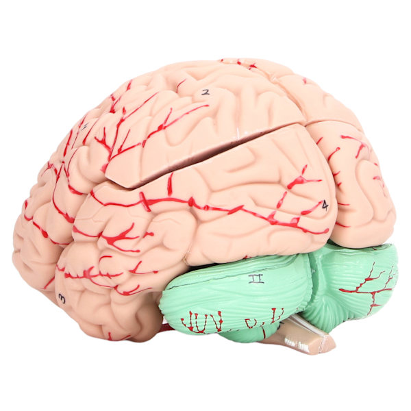 Ihmisen aivojen malli anatomia lapsille neurotieteen tutkimus kallo omistettu muotti kouluun kotiin