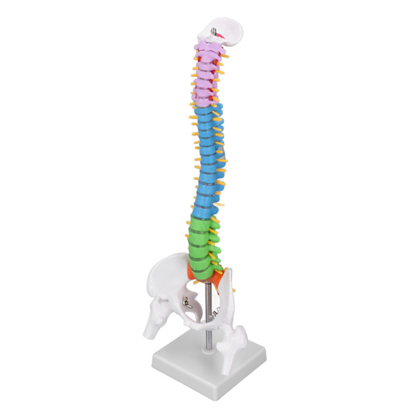 Ryggradsmodell PVC 45cm Färgkodad Miniatyr med Lårbensset Kit för Inlärning Undervisning
