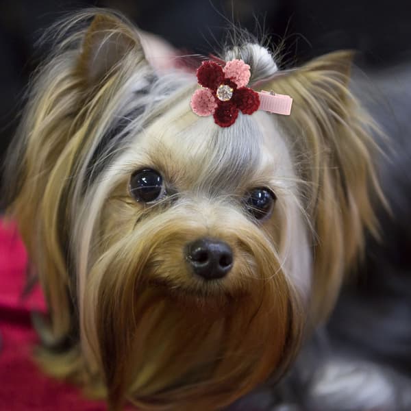 10/lot Hårtilbehør til kæledyr Hvalp Hund Kat Grooming Blomster Hårnåle Hårspænder
