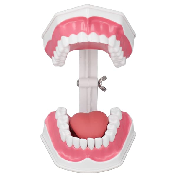 Tandmodell Tandborstning Övning Dental Undervisning Studieverktyg med Borstset