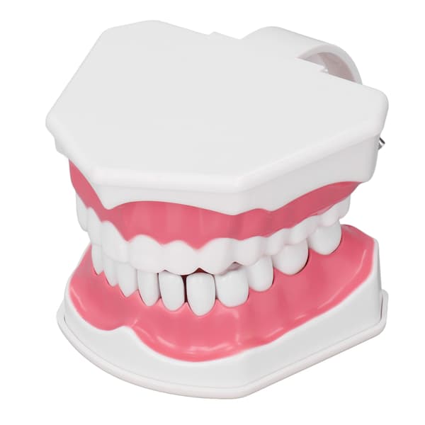 Tandmodell Tandborstning Övning Dental Undervisning Studieverktyg med Borstset