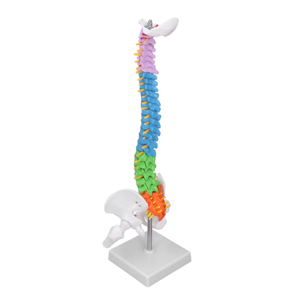 Ryggradsmodell PVC 45cm Färgkodad Miniatyr med Lårbensset Kit för Inlärning Undervisning