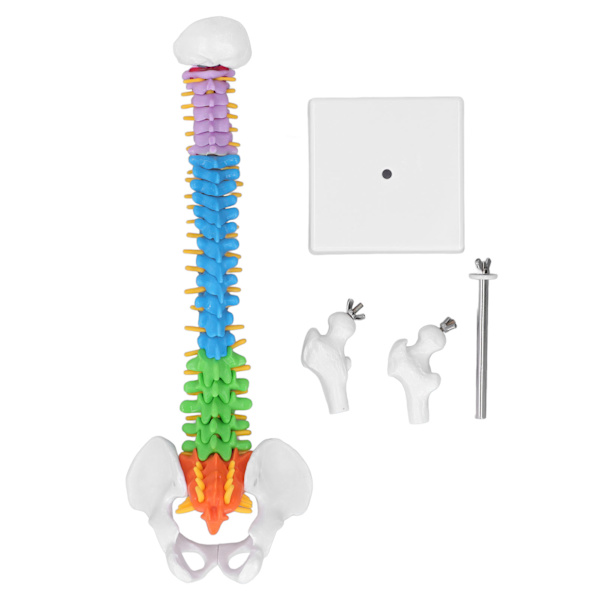 Ryggradsmodell PVC 45cm Färgkodad Miniatyr med Lårbensset Kit för Inlärning Undervisning