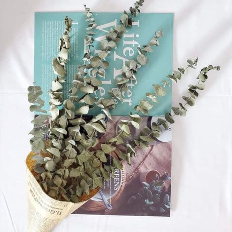 Tørrede Eukalyptusgrene - 45 cm - Boligindretning og Begivenheder - 12 Stykker