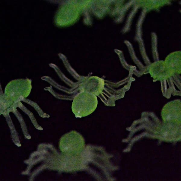 Halloween dekorative edderkopper Plast falske edderkopp leker Nyhet FA black 4.5*3cm