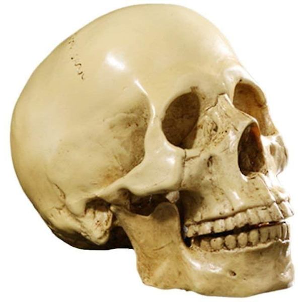 Rl Naturlig størrelse 1:1 Replika Realistisk Menneskelig Anatomi Kranie Gotisk Halloween Dekor Ornament Anatomisk Medicinsk Undervisning Skelet (gul)