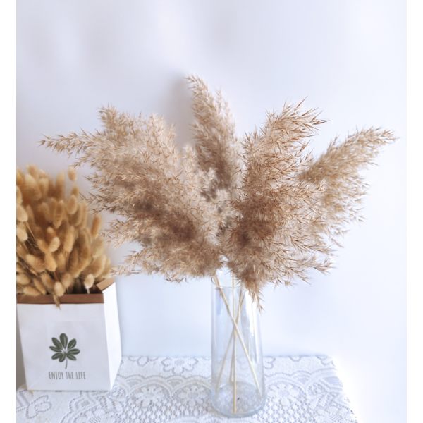 10-pack torkade Pampas vassväxtbuketter