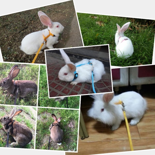 Bunny hamster blysele koppel marsvin rosa för kattunge marsvinskanin A