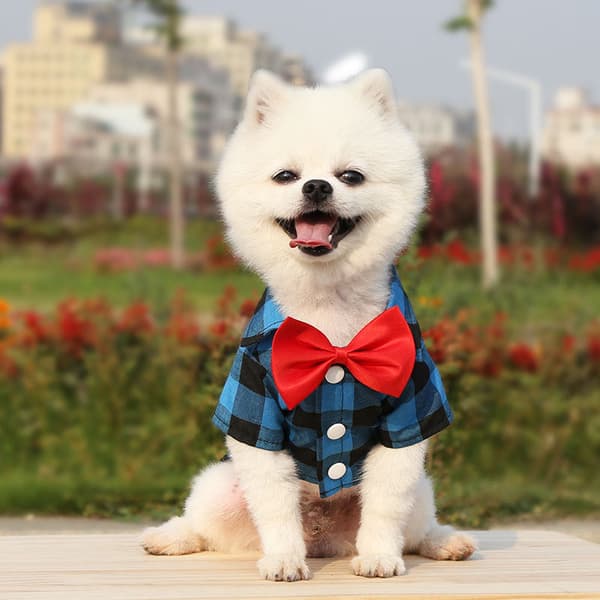 Husdjurskläder Rutig skjorta Kostym Bröllopsklänning Teddy Bichon Liten Medium Stor Hund Red and black plaid S bust 35 back length 25cm