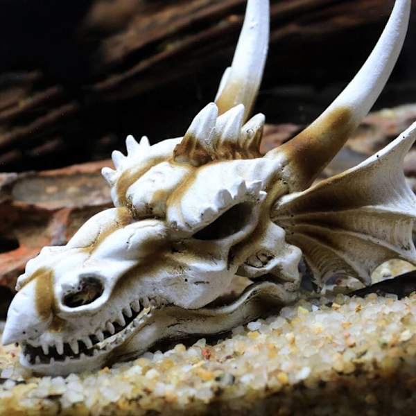 Akvarium akvarium dinosauriehuvud skalle prydnad harts hantverk Halloween rekvisita populärvetenskapliga verktyg Double Crown Dragon