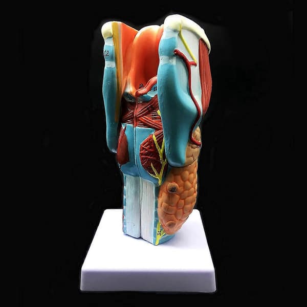 2x Förstorad Modell av Människans Strupe, Anatomiskt Korrekt Strupe Modell Människans Strupe Anatomi