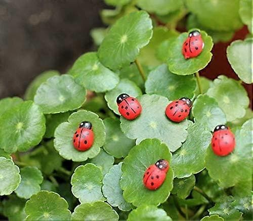 100 minihartsileppäkerttu Septempunctata-koristetta askarteluun