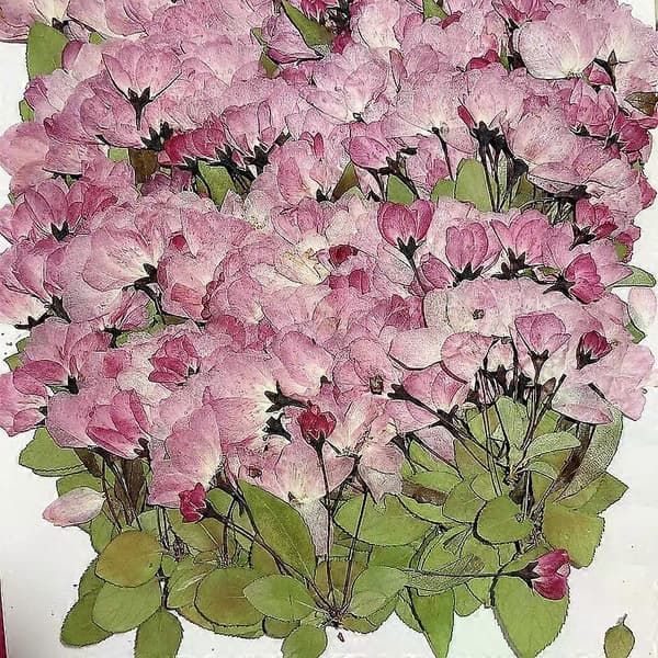 Kunstig og tørret blomst 2 stk. sidepressede tørrede blomsterstængler planteherbarium til smykker, postkort, invitationskort, telefoncover, bogmærke, gør-det-selv