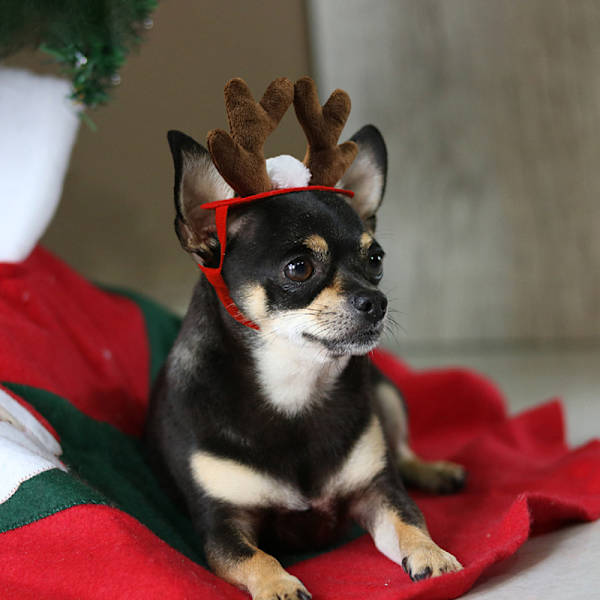 Kæledyrstilbehør Jultilbehør Hund Hårbånd Kattetilbehør Julehorn Horn Pandebånd Hund Hat Antlers