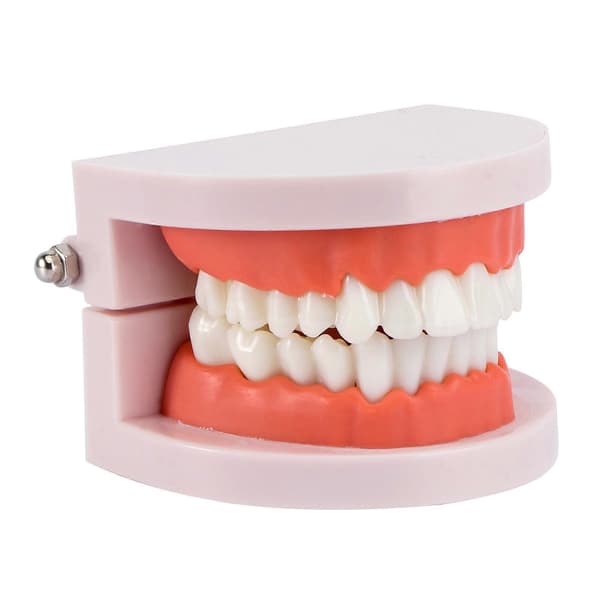 Tannmodell Standard Dental Undervisning Studie Typodont Demonstrasjonsverktøy