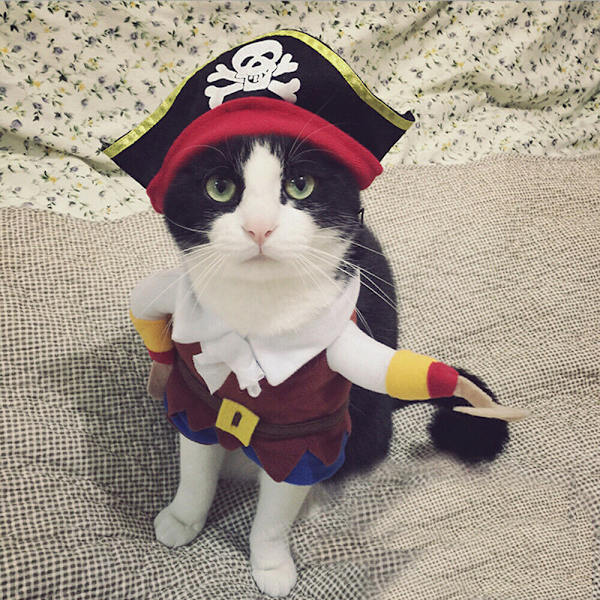 Roliga husdjurskläder Pirathund Katt Halloween kostym kostym M