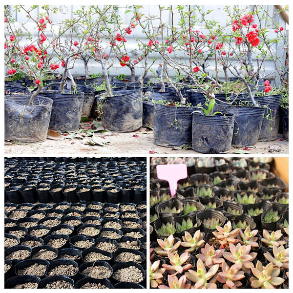 10x Plast Plante Blomsterhave Potter Planteskole lings Potte Growi blackG 18*18 10pcs