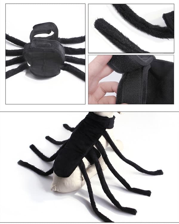 Halloween Mode Kattkläder Spindelkista Husdjur Cosplay black medium