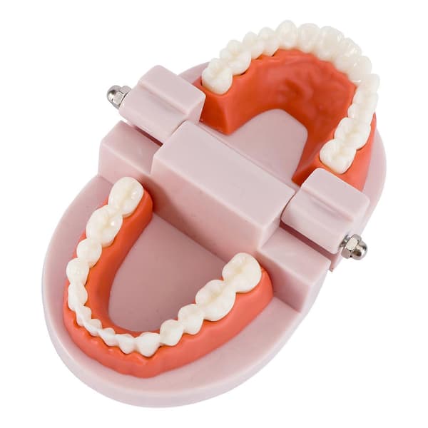 Tannmodell Standard Dental Undervisning Studie Typodont Demonstrasjonsverktøy