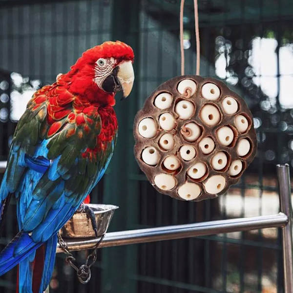 Papegoja födosök leksaker Torkad Lotus Pod Parrot ing Toy White