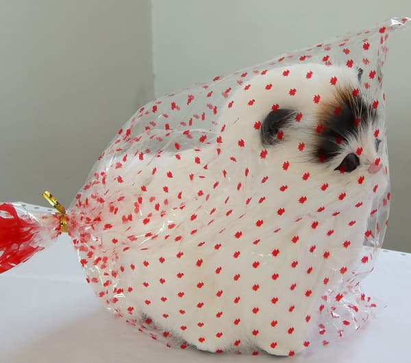 Ihana simulaatioeläinpehmolelu kissalelu Black Head
