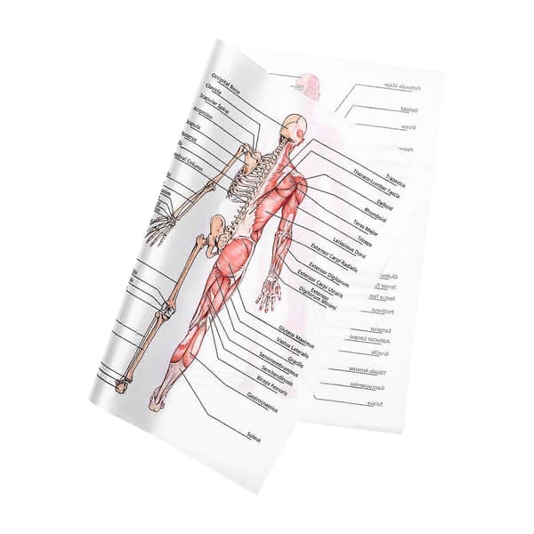 1 st Anatomiaffisch Människans Muskelsystem och Skelettsystem, Vägghängande Anatomisk Plansch