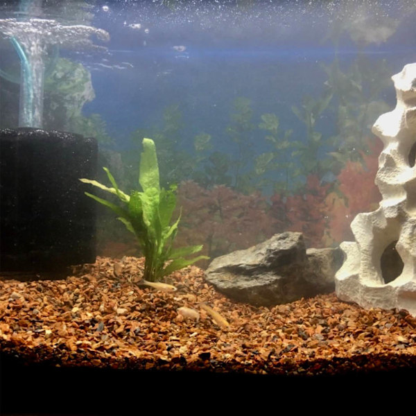 Akvarium UV Vandrenser Algedesinfektionslampe UV Fisketank 11W EU Plug