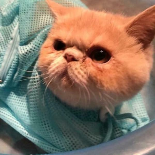 Katt Badeveske Katter Vaskeposer ROSA pink