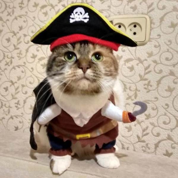 Kostymer Piratkostym Kattkläder Pet Corsair Halloween Piratkostym liten extra large